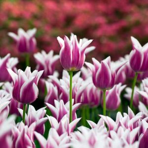 Tulipa Ballade,Tulip 'Ballade', Lily-Flowered Tulip 'Ballade', Lily-Flowering Tulip 'Ballade', Lily-Flowered Tulips, Spring Bulbs, Spring Flowers,Tulipe Ballade, Lily Flowered Tulip, Lily Flowering Tulip, Bicolor Tulip, Purple Tulip