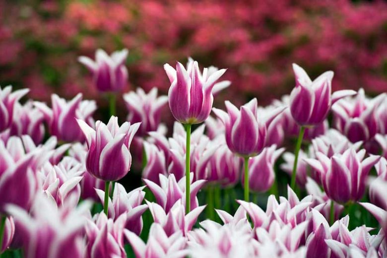 Tulipa Ballade,Tulip 'Ballade', Lily-Flowered Tulip 'Ballade', Lily-Flowering Tulip 'Ballade', Lily-Flowered Tulips, Spring Bulbs, Spring Flowers,Tulipe Ballade, Lily Flowered Tulip, Lily Flowering Tulip, Bicolor Tulip, Purple Tulip