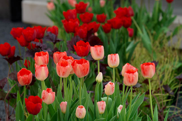 Tulipa Judith Leyster,Tulip 'Judith Leyster', Triumph Tulip 'Judith Leyster', Triumph Tulips, Spring Bulbs, Spring Flowers, Tulipe Judith Leyster, Bicolor Tulips, Tulipes Triomphe, Mid spring tulips, Late spring tulips
