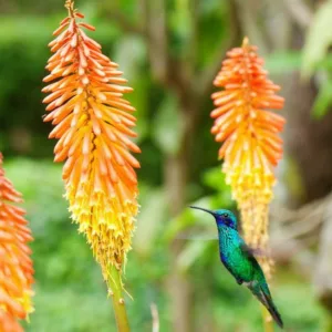 Red hot poker, torch lily, kniphofia, orange flower, yellow flower, full sun plant, kniphofia Royal Standard, Kniphofia Timothy, Kniphofia Rooperi, Kniphofia Shining Sceptre, kniphofia Flamenco, late summer blooms, fall blooms, mid summer blooms