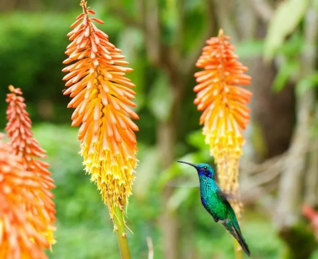 Red hot poker, torch lily, kniphofia, orange flower, yellow flower, full sun plant, kniphofia Royal Standard, Kniphofia Timothy, Kniphofia Rooperi, Kniphofia Shining Sceptre, kniphofia Flamenco, late summer blooms, fall blooms, mid summer blooms