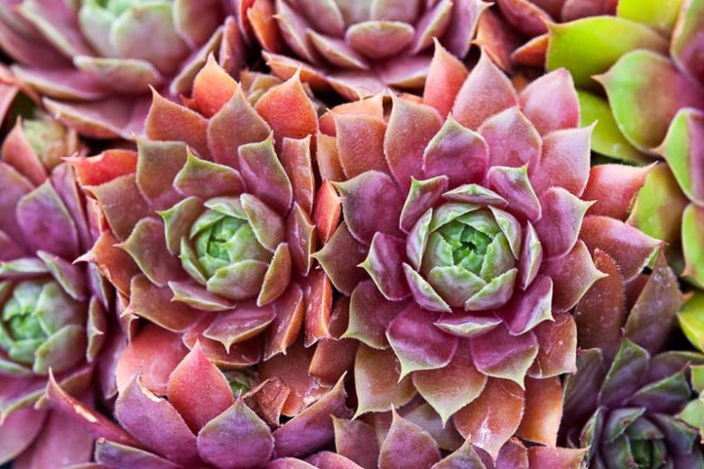 Sempervivum (Houseleeks), Houseleeks, Hens and Chicks, succulent, evergreen succulent, drought tolerant perennial, drought tolerant plant
