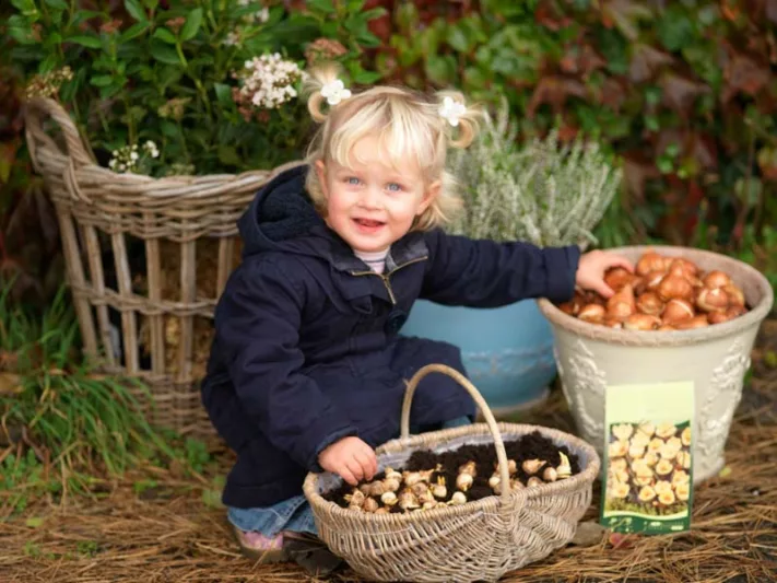 Bulbs planting