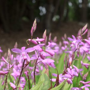 Bletilla, Hardy Orchids, Hardy Orchid, Chinese Ground Orchid, Hyacinth Orchid, Bletilla hyacinthina, Bletia hyacinthina, Bletia striata