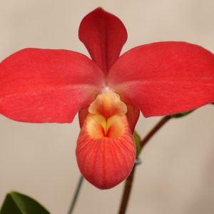 Phragmipedium, Slipper Orchids, Phrags, Easy to grow Orchids