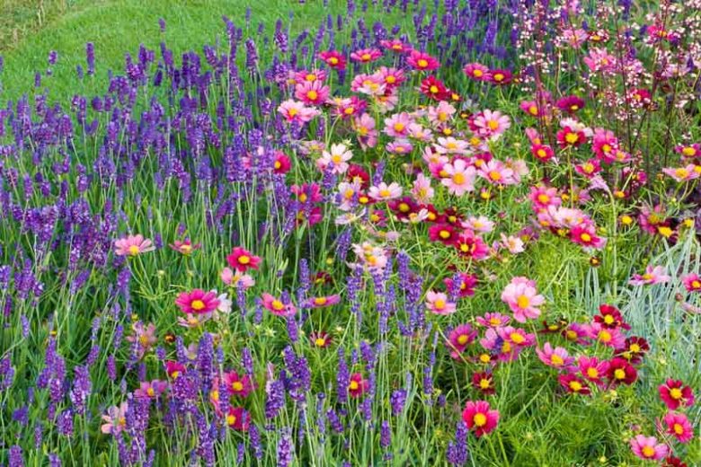Lavandula Angustifolia 'Hidcote' , Lavender hidcote, English Lavender 'Hidcote', Lavender 'Hidcote', Lavandula 'Hidcote', Lavandula Spica 'Hidcote Purple', Lavandula 'Hidcote Blue', Purple flowers, Drought tolerant plant, Summer blooms, fragrant plants,