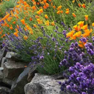 Lavender ideas, Mediterranean gardens, Lavender hedges, Rock Gardens, English Lavender, Spanish lavender, French Lavender, Common lavender, True Lavender, lavandula angustifolia, lavandula stoechas, lavandula x intermedia