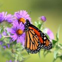 Aster Novae-Angliae