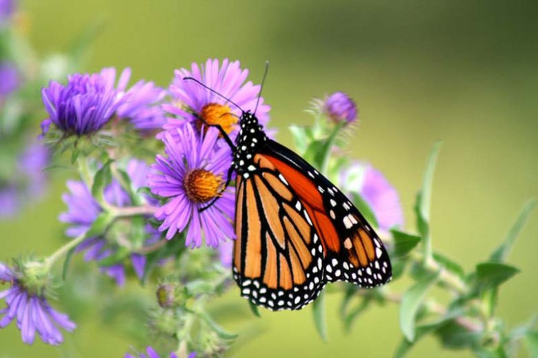 Aster Novae-Angliae