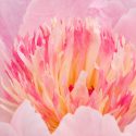 Bloom Peonies season