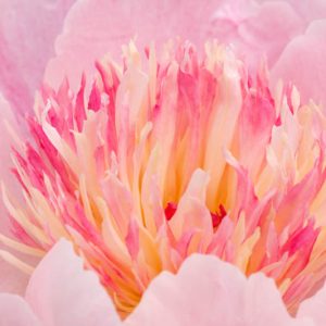 Bloom Peonies season