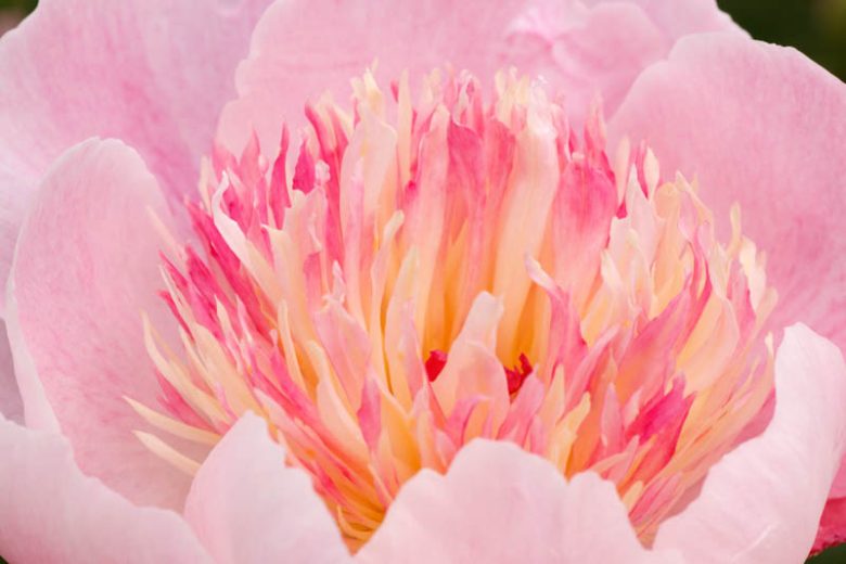 Bloom Peonies season