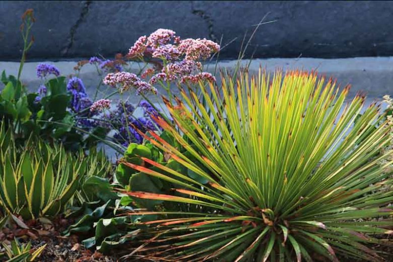Mediterranean Garden, Aloe, Agave