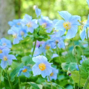 Meconopsis