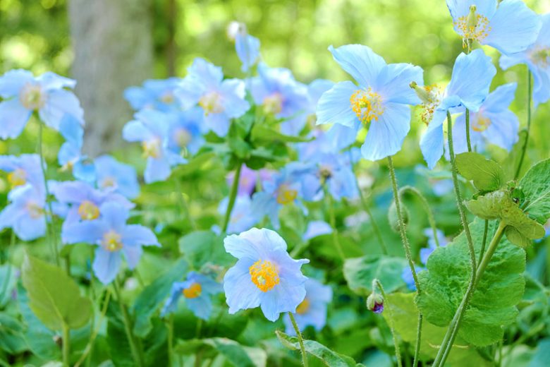 Meconopsis