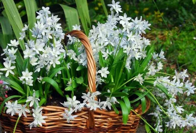 Squill Tubergiana,Scilla Mischtschenkoana, Spring Bulbs, Early Scilla, White Squill