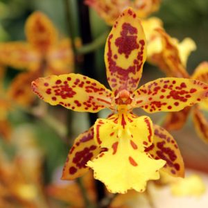 Butterfly Orchids, Odontoglossum, Ornithidium, Osmoglossum, Easy to grow Orchids, Home Orchids