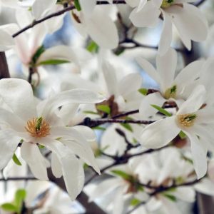 Magnolia stellata, Star Magnolia, White magnolia, Winter flowers, Spring flowers, White flowers, fragrant trees, fragrant flowers