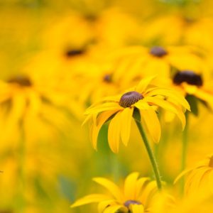 Rudbeckia Fulgida, Black-Eyed Susan, Showy Black-Eyed Susan, Orange Coneflower, Newman's Coneflower, Deam's Coneflower, late summer perennial, golden flowers, yellow perennial