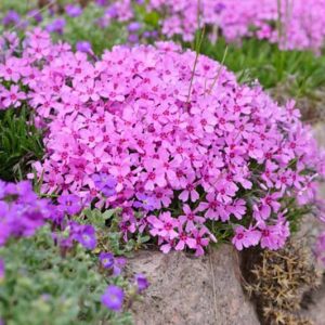 Creeping Phlox, Moss Phlox, Moss Pink, Mountain Phlox, Flower carpet, groundcover, ground cover, purple flowers, pink flowers, blue flowers, white flowers