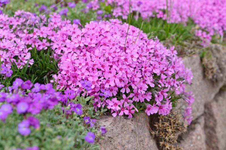 Creeping Phlox, Moss Phlox, Moss Pink, Mountain Phlox, Flower carpet, groundcover, ground cover, purple flowers, pink flowers, blue flowers, white flowers