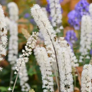 Actaea Simplex, Bugbane, Cimicifuga Simplex, Cimicifuga racemosa