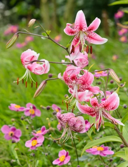 Lilium Speciosum, Lilium Speciosum Rubrum, Japanese Lilies, Showy Lilies, Red Japanese Lilies, Pink Lilies, Fragrant lilies, Lily flower, Lily Flower