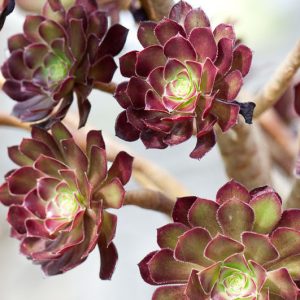Aeonium, Tree Houseleek, Aeonium tabuliforme, Aeonium smithii,Aeonium arboreum, Aeonium valverdense, Aeonium canariense, Aeonium Sunburst, Aeonium Kiwi, Aeonium Zwartkop,Aeonium Schwartzkopf, Aeonium atropurpureum