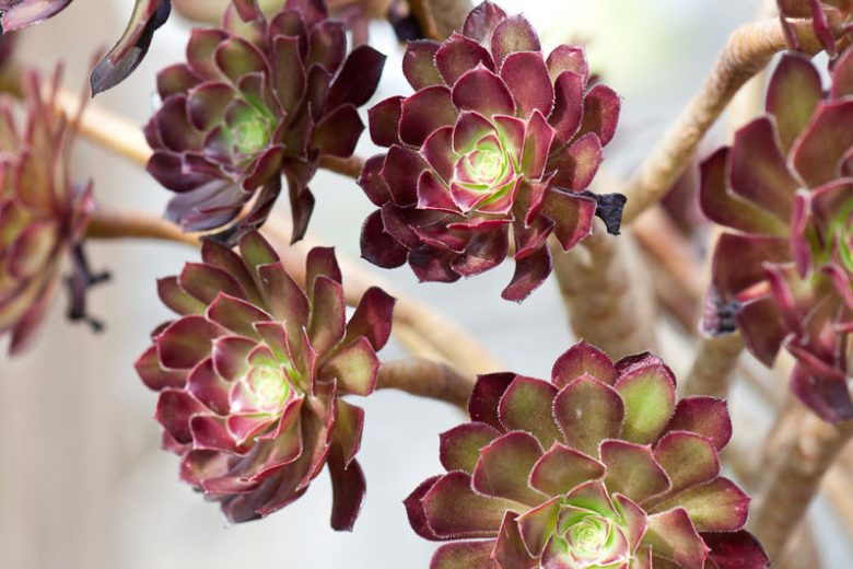 Aeonium, Tree Houseleek, Aeonium tabuliforme, Aeonium smithii,Aeonium arboreum, Aeonium valverdense, Aeonium canariense, Aeonium Sunburst, Aeonium Kiwi, Aeonium Zwartkop,Aeonium Schwartzkopf, Aeonium atropurpureum