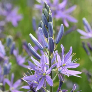 Camassia, (Camas), Camas, Wild Hyacinth, Camass, Quamash, Leichtlin’s Camass, Camassia leichtlinii, Camassia cusickii, Camassia quamash, spring flowers, blue flowers
