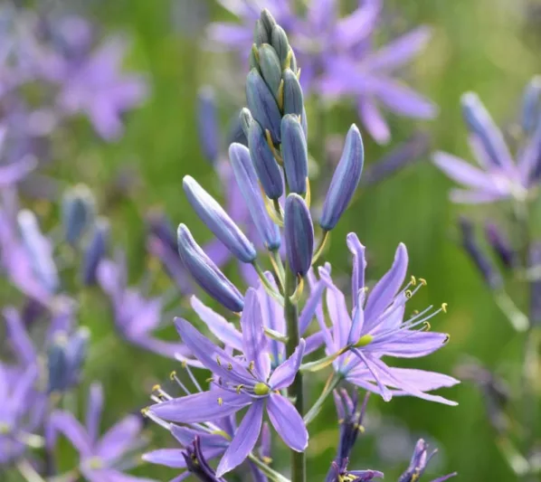 Camassia, (Camas), Camas, Wild Hyacinth, Camass, Quamash, Leichtlin’s Camass, Camassia leichtlinii, Camassia cusickii, Camassia quamash, spring flowers, blue flowers