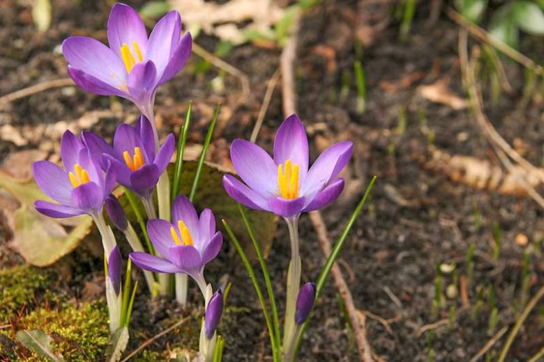 Crocus Tommasinianus, Early Crocus, Botanical Crocus, Snow Crocus, Lilac Tommy, Spring Bulbs, Spring Flowers, Crocus Ruby Giant, crocus Whitewell Purple, crocus Barr's purple,