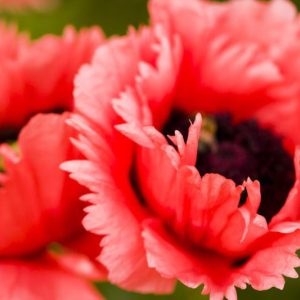 Papaver Orientale information, Oriental Poppy information, Oriental Poppies information, Royal Wedding oriental poppy, Beauty of Livermere  oriental poppy, Prince of Orange  oriental poppy