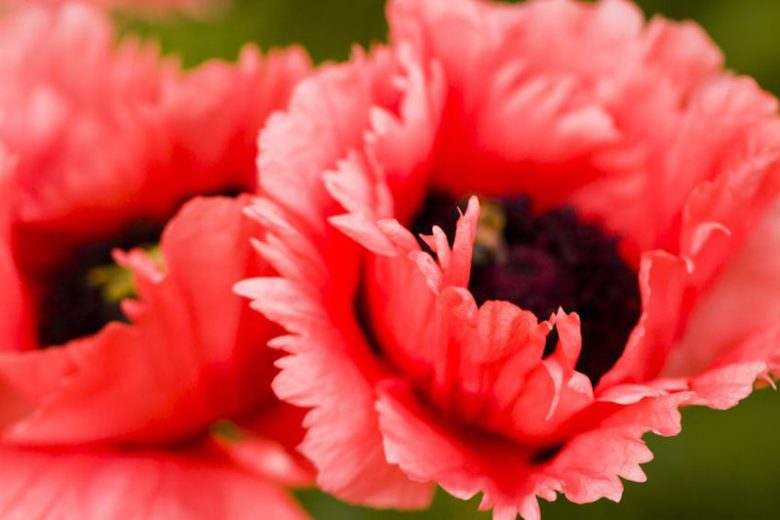 Papaver Orientale information, Oriental Poppy information, Oriental Poppies information, Royal Wedding oriental poppy, Beauty of Livermere  oriental poppy, Prince of Orange  oriental poppy