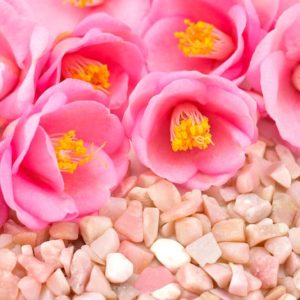 Camellia, Camellias, How to grow Camellias, Camellias bloom time, Camellia bloom season, Camellia x williamsii,Hybrid Camellia, Winter Blooming Camellias, Cold hardy Camellias, Spring Blooming Camellias,