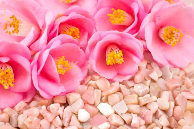 Camellia, Camellias, How to grow Camellias, Camellias bloom time, Camellia bloom season, Camellia x williamsii,Hybrid Camellia, Winter Blooming Camellias, Cold hardy Camellias, Spring Blooming Camellias,