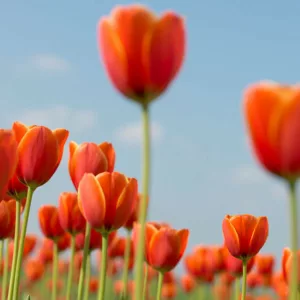 Darwin hybrid tulips, Darwin Hybrid Tulips, Spring Bulbs, Spring Flowers, Bulbs Design, Tulip Ad Rem, Tulip Apeldoorn,Tulip Ollioules,Tulip Parade,Tulip Pink Impression