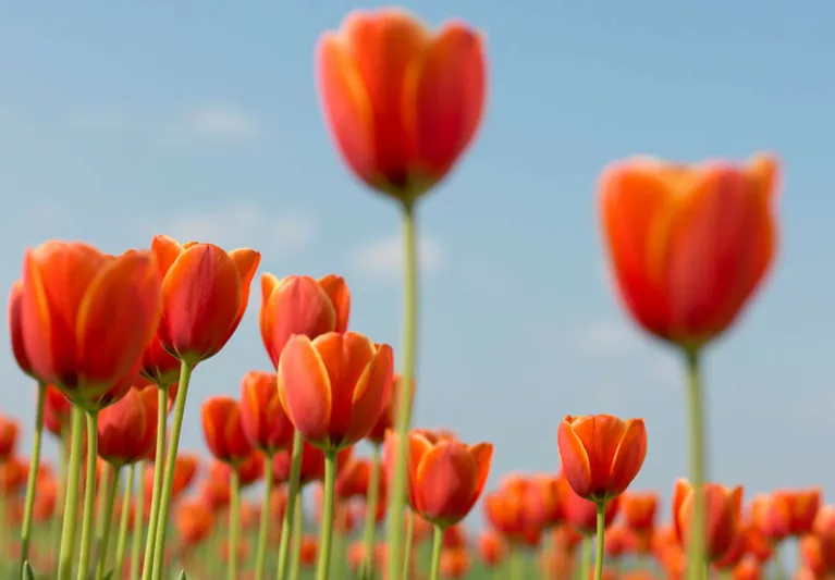 Darwin hybrid tulips, Darwin Hybrid Tulips, Spring Bulbs, Spring Flowers, Bulbs Design, Tulip Ad Rem, Tulip Apeldoorn,Tulip Ollioules,Tulip Parade,Tulip Pink Impression