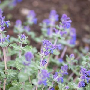 Nepeta Racemosa, Persian Catmint, Nepeta Racemosa Walker's Low, Nepeta Walker's Low, Catmint Walker's Low, Best perennial plants, Award perennials, long flowering perennials