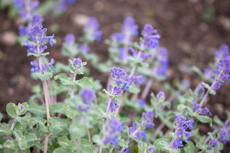 Nepeta Racemosa, Persian Catmint, Nepeta Racemosa Walker's Low, Nepeta Walker's Low, Catmint Walker's Low, Best perennial plants, Award perennials, long flowering perennials