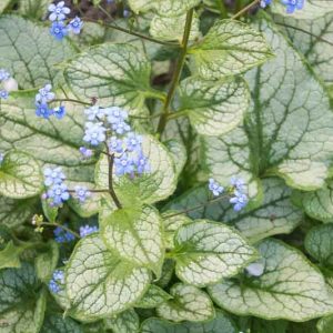 Brunnera Macrophylla, Siberian Bugloss, Heartleaf Brunnera, False Forget-Me-Not, Jack Frost,