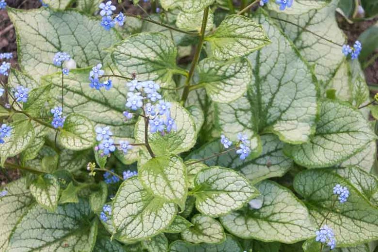 Brunnera Macrophylla, Siberian Bugloss, Heartleaf Brunnera, False Forget-Me-Not, Jack Frost,