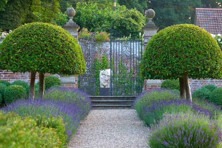 Lavandula Angustifolia 'Hidcote' , Lavender hidcote, English Lavender 'Hidcote', Lavender 'Hidcote', Lavandula 'Hidcote', Lavandula Spica 'Hidcote Purple', Lavandula 'Hidcote Blue', Purple flowers, Drought tolerant plant, Summer blooms, fragrant plants,