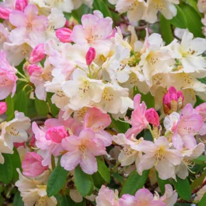Rhododendrons