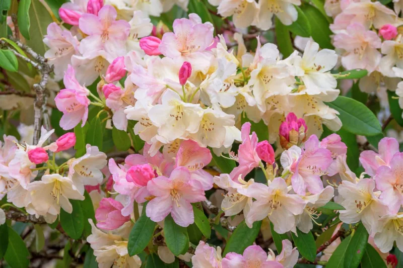 Rhododendrons