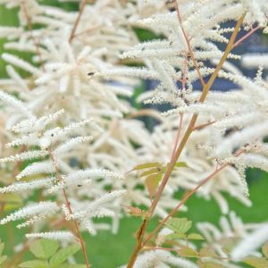 Astilbe information, False Spirea information, Hybrid Astilbe information, Plume Flower information, False Goat's Beard information, Astilbe x Arendsii,Chinese Astilbe, Astilbe Chinensis, Astilbe Japonica, Astilbe Simplicifolia