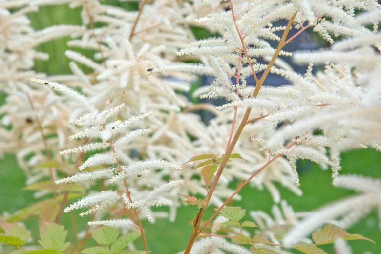 Astilbe information, False Spirea information, Hybrid Astilbe information, Plume Flower information, False Goat's Beard information, Astilbe x Arendsii,Chinese Astilbe, Astilbe Chinensis, Astilbe Japonica, Astilbe Simplicifolia