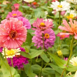 Zinnia Elegans information, Common Zinnia information, Zinnia Benary's Giant, Zinnia Peter Pan, Zinnia Magellan