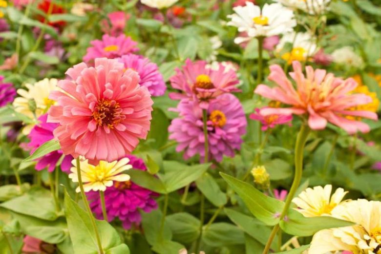 Zinnia Elegans information, Common Zinnia information, Zinnia Benary's Giant, Zinnia Peter Pan, Zinnia Magellan