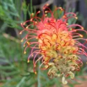 Grevillea, Spider Flower, Silky Oak, Toothbrush Plant, Drought tolerant shrubs,Red Flowers, Coastal shrubs, salt tolerant shrubs, evergreen shrubs, Yellow flowers, Orange flowers